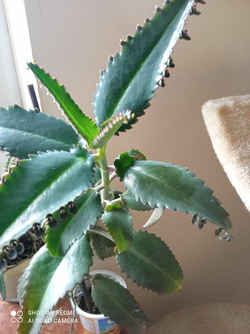 Patyczaki i inne kwiatki po 10 zł