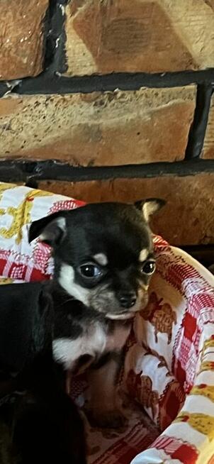 Chihuahua piesek miniaturka