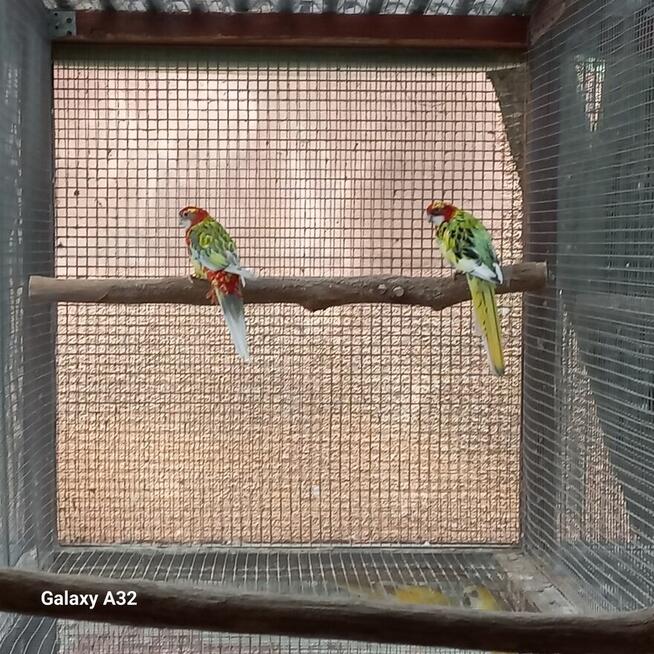 Rozelle białolice szeki 2 pary