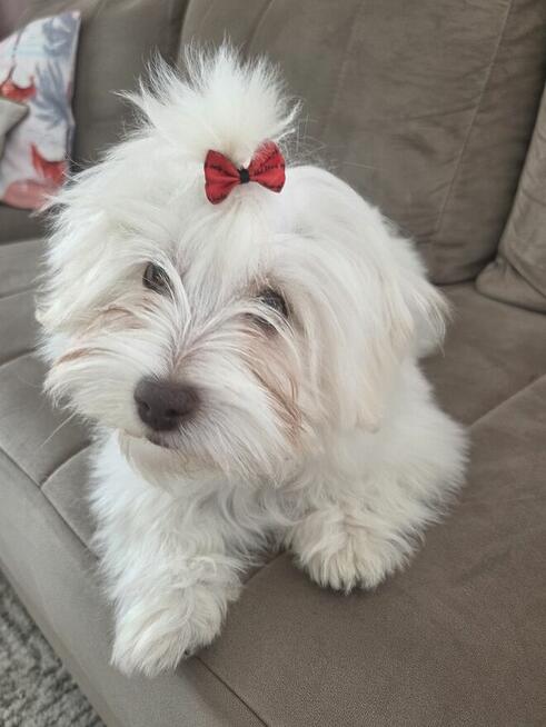 Sprzedam suczkę rasy hawańczyk