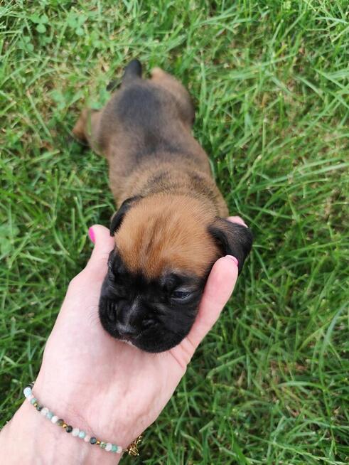 Bokser szczeniaki