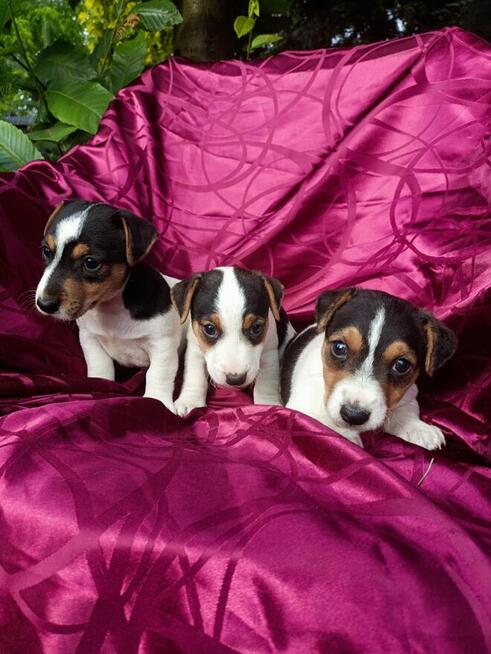 Jack Russell terrier tricolor gładki piękny exterrier rodzic