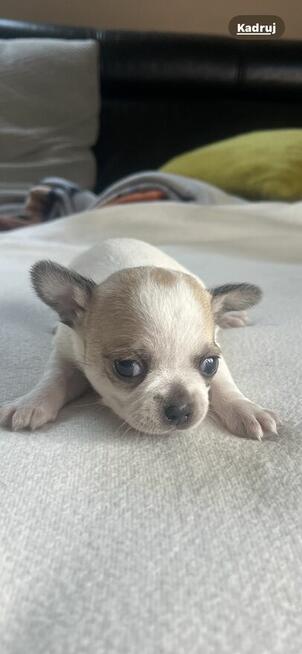 Chihuahua miniaturka