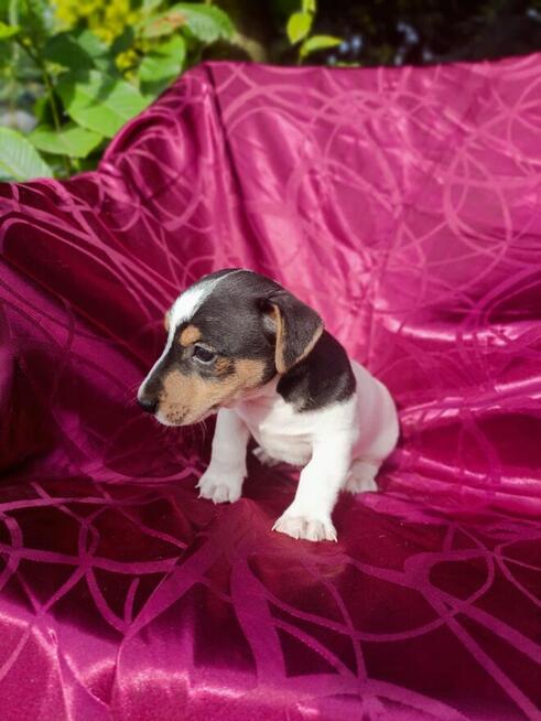 Jack Russell terrier tricolor gładki piękny exterrier rodzic