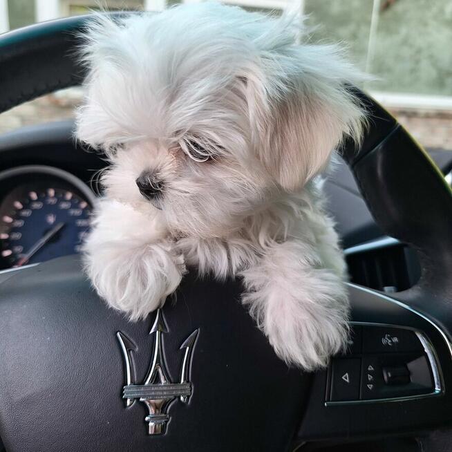 Maltaniczyki koreańskie