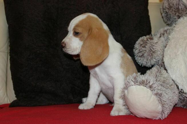 Szczeniaczek Beagle piesek po Championie Polski ZKwP