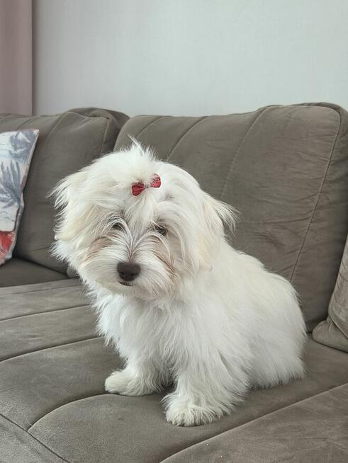 Sprzedam suczkę rasy hawańczyk