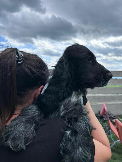 Cocker spaniel angielski