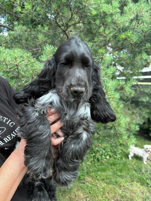 Cocker spaniel angielski