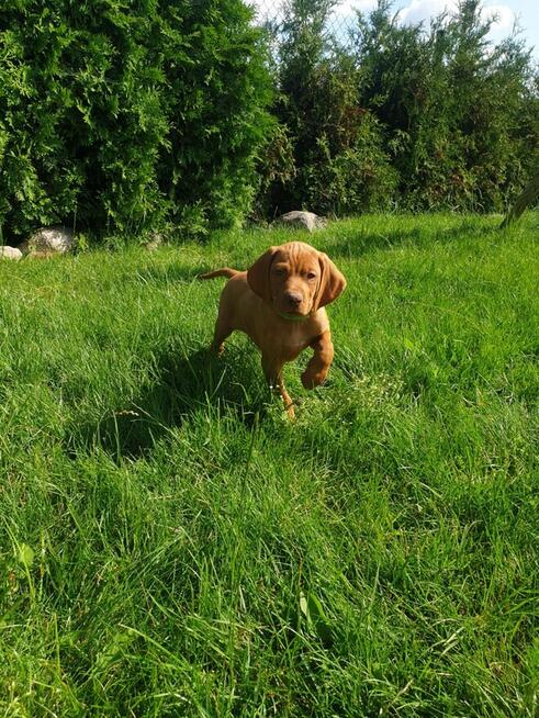 Wyżeł Węgierski Krótkowłosy szczeniaki Wyżły