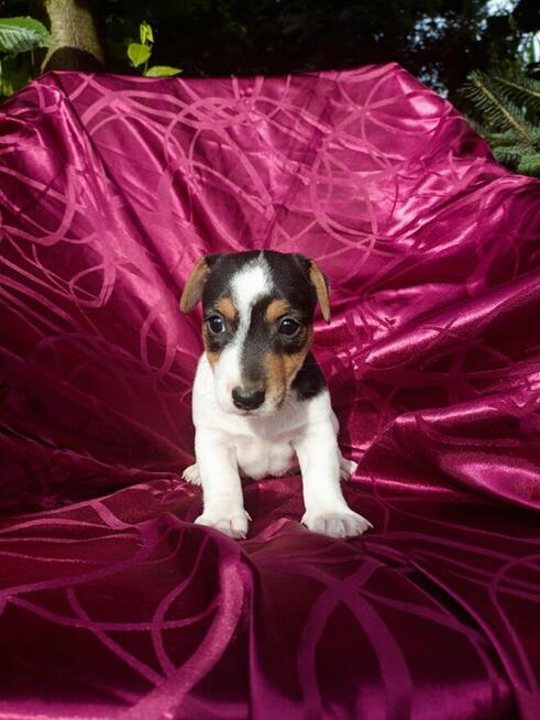 Jack Russell terrier tricolor gładki piękny exterrier rodzic