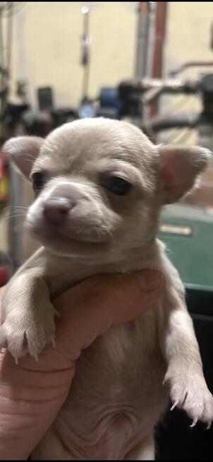 Chihuahua miniaturka