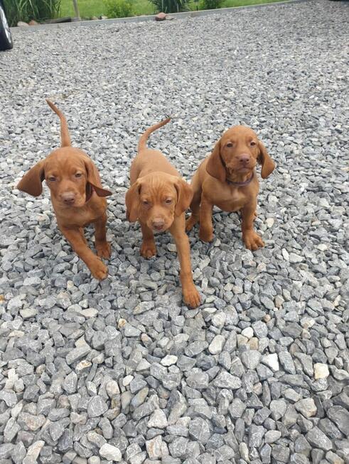 Wyżeł Węgierski Krótkowłosy szczeniaki Wyżły