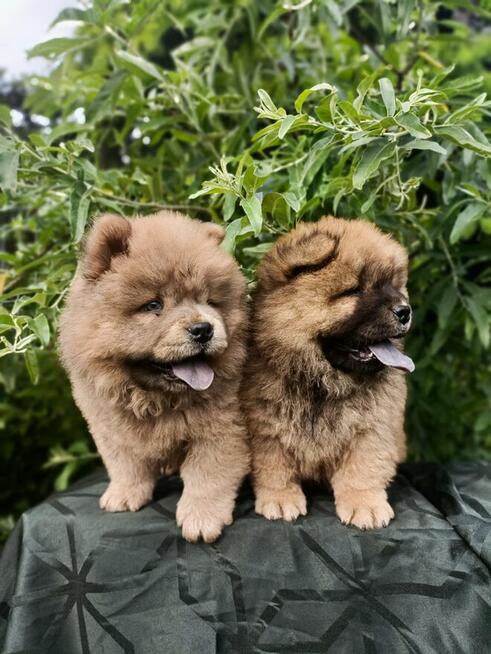 Wzorcowe Chow Chow piękny extrrier rodzice FCI