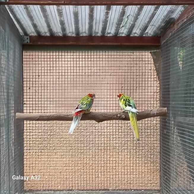 Rozelle białolice szeki 2 pary