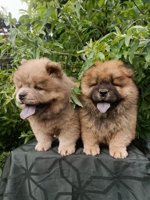 Wzorcowe Chow Chow piękny extrrier rodzice FCI