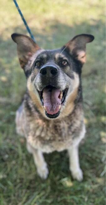 Brenda-duza suczka szuka domu z ogrodem-adopcja