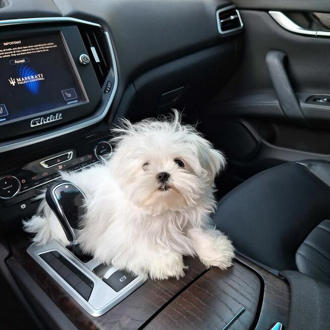 Maltaniczyki koreańskie