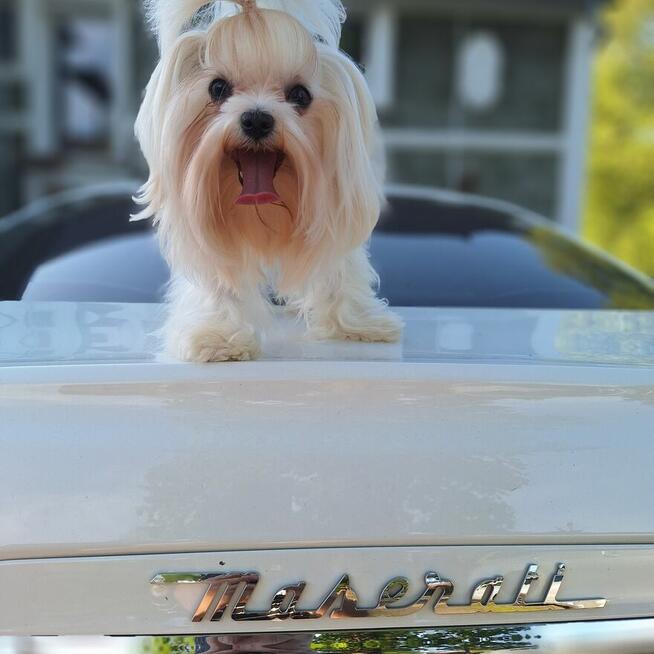 Maltaniczyki koreańskie