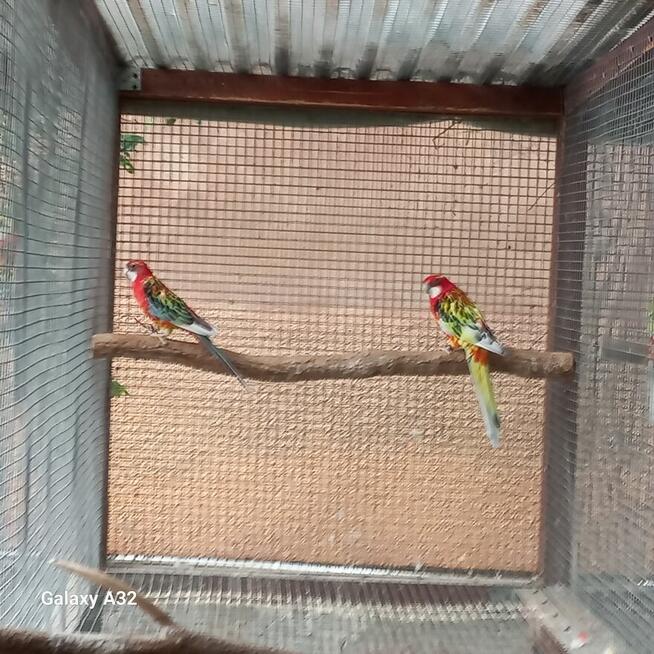 Rozelle białolice szeki 2 pary