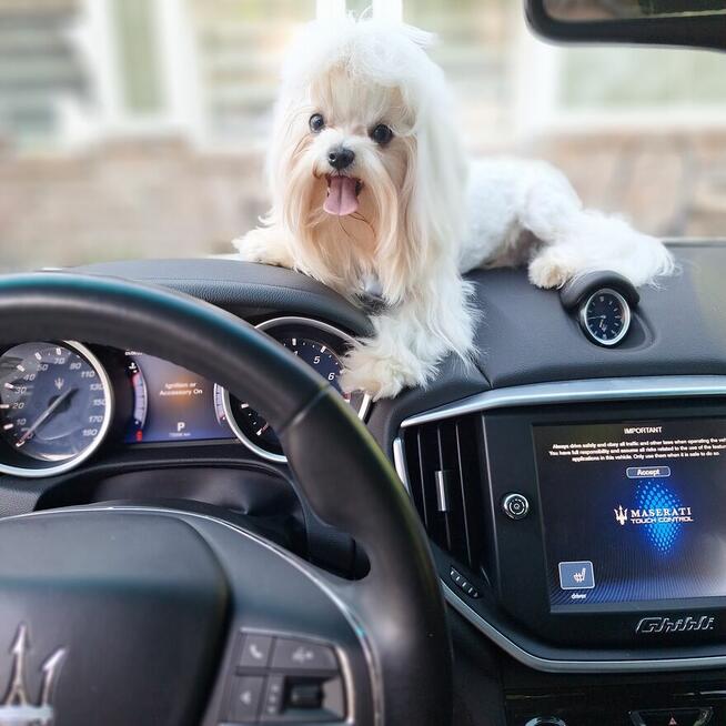 Maltaniczyki koreańskie