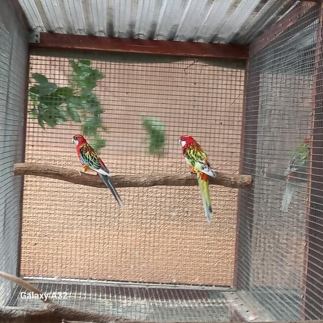 Rozelle białolice szeki 2 pary