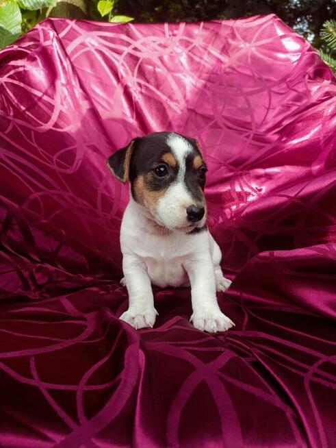 Jack Russell terrier tricolor gładki piękny exterrier rodzic