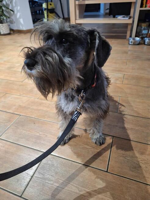 Sznaucer miniaturowy pieprz i sól i białe - pieski