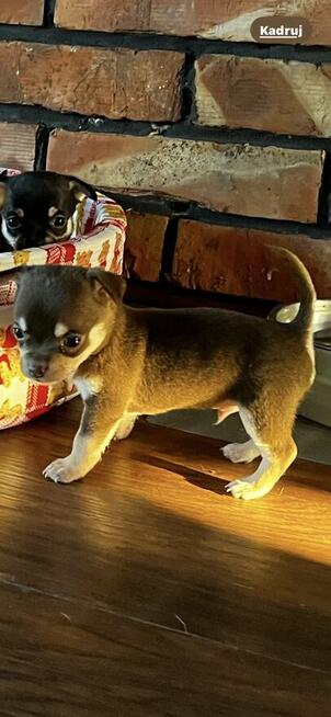 Chihuahua piesek miniaturka