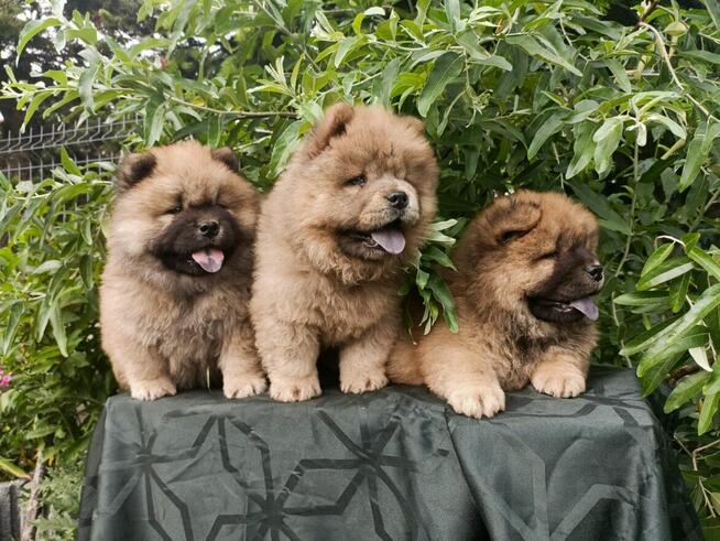 Wzorcowe Chow Chow piękny extrrier rodzice FCI