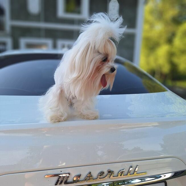 Maltaniczyki koreańskie