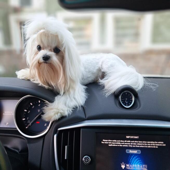 Maltaniczyki koreańskie