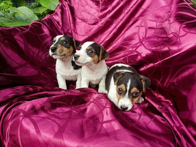 Jack Russell terrier tricolor gładki piękny exterrier rodzic