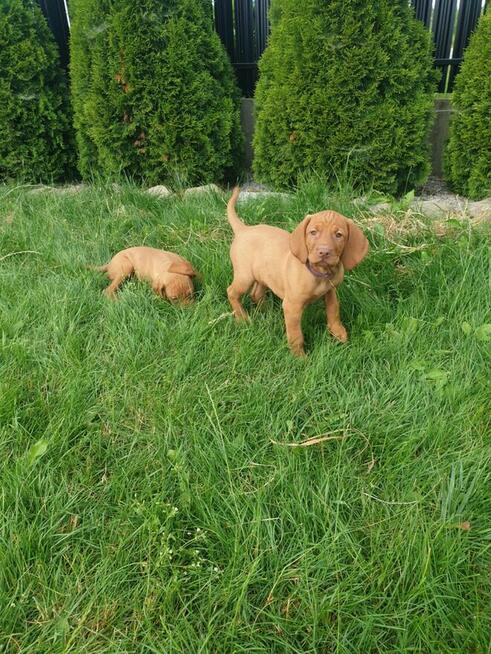 Wyżeł Węgierski Krótkowłosy szczeniaki Wyżły