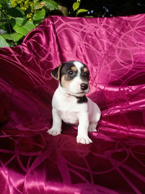 Jack Russell terrier tricolor gładki piękny exterrier rodzic