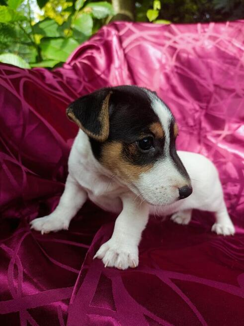 Jack Russell terrier tricolor gładki piękny exterrier rodzic