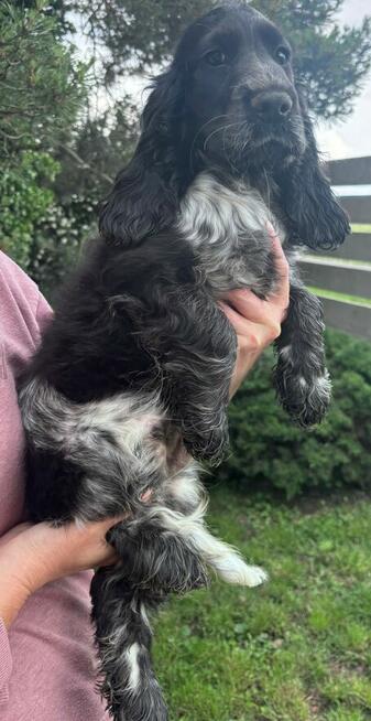 Cocker spaniel angielski