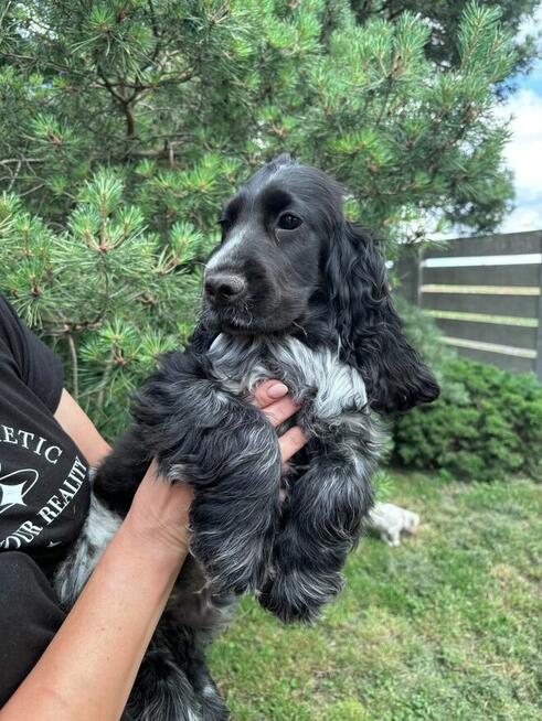Cocker spaniel angielski