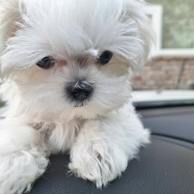 Maltaniczyki koreańskie