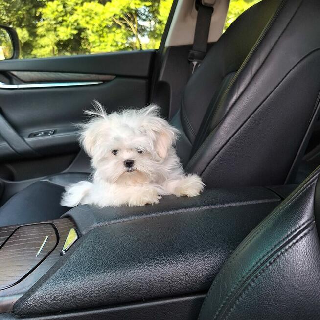 Maltaniczyki koreańskie