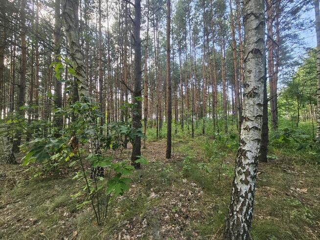 Sprzedam las sosnowy na pniu 14 000m²