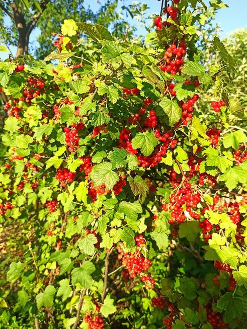 Słoneczna działka 800m² / ROD Elektron Szczaki