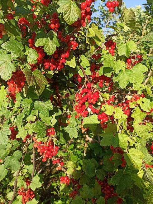 Słoneczna działka 800m² / ROD Elektron Szczaki