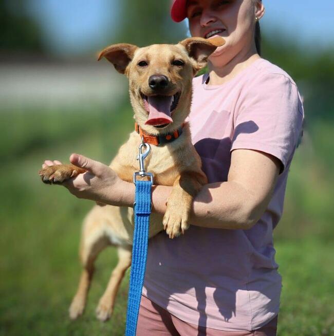 8-miesięczna suczka Amber