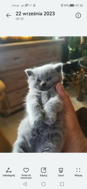 Kociaczki brytyjskie