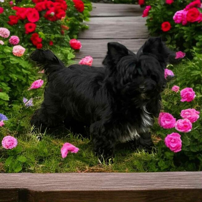 York czarny Black Yorkshire Terrier Super fajny chłopczyk.