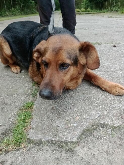 Błagam o dom dla Gnoma, który przebywa w Sobolewie uratuj go