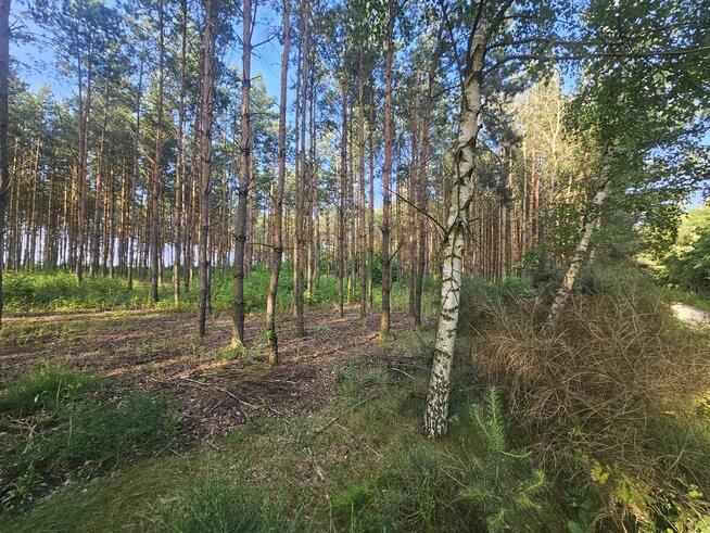 Sprzedam las sosnowy na pniu 14 000m²
