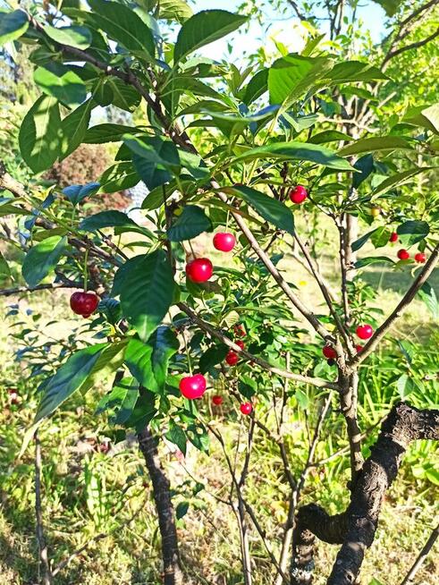 Słoneczna działka 800m² / ROD Elektron Szczaki