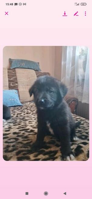 Oddam za darmo trzy suczki kontakt 693215119